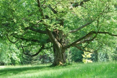 Fagus sylvatica -buk lesní (19)